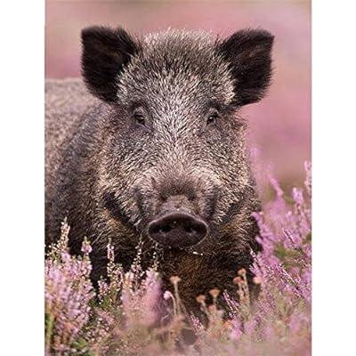 Best Deal for Diamond Painting Kits for Adults, Wild Boar Flower DIY Full