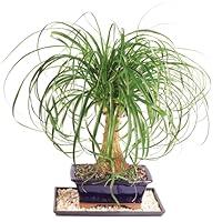 Algopix Similar Product 1 - Brussels Bonsai Live Ponytail Palm