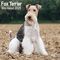 Algopix Similar Product 7 - Wirehaired Fox Terrier Calendar 2025 