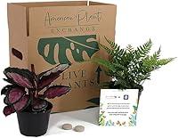 Algopix Similar Product 17 - American Plant Exchange Endless Foliage