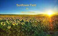 Algopix Similar Product 17 - Sunflower Field