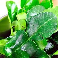 Algopix Similar Product 7 - Fresh Kaffir Lime Leaves Thai Lime