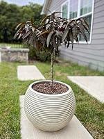 Algopix Similar Product 18 - Patio Peach Bonfire Tree  7 Gallon 