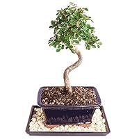 Algopix Similar Product 10 - Brussels Live Chinese Elm Outdoor