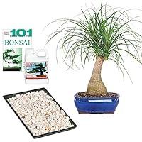 Algopix Similar Product 11 - Brussels Bonsai Live Ponytail Palm