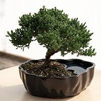 Algopix Similar Product 18 - 9GreenBox  Zen Reflections Juniper