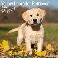 Algopix Similar Product 4 - Yellow Labrador Puppies Calendar 2024 