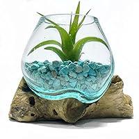 Algopix Similar Product 15 - Live Air Plant 4 Mini Terrarium in