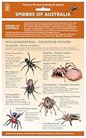 Algopix Similar Product 4 - Spiders of Australia