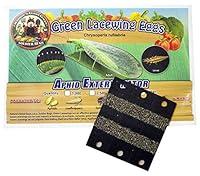Algopix Similar Product 19 - Bug Sales Green Lacewing Eggs on