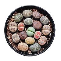 Algopix Similar Product 9 - Pack of 30 Live Small Exotic Lithops