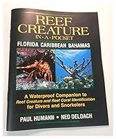 Algopix Similar Product 5 - Reef Creature inapocket Florida