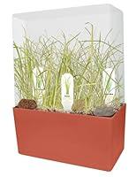 Algopix Similar Product 4 - DuneCraft Plant Cubes - Zen Grass Garden