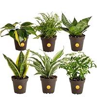 Algopix Similar Product 18 - Costa Farms Live House Plants 6 Pack