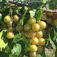 Algopix Similar Product 2 - Early Fry Muscadine Grape Vine Live
