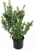 Algopix Similar Product 9 - Ilex X meserveae Blue Prince Blue