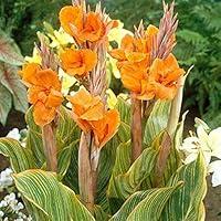 Algopix Similar Product 7 - Canna Bulbs Canna Bulbs Giant Dense