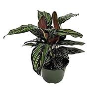 Algopix Similar Product 15 - Beauty Star Peacock Plant  Calathea 