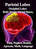 Algopix Similar Product 2 - Parietal Lobes Occipital Lobes Body