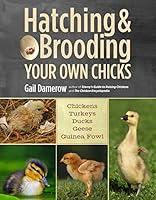 Algopix Similar Product 1 - Hatching  Brooding Your Own Chicks
