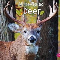 Algopix Similar Product 5 - White-Tailed Deer