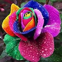 Algopix Similar Product 19 - 200pcs Rainbow Color Rose Seeds for