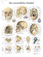 Algopix Similar Product 15 - 3B Scientific VR0131UU Anatomical Chart