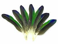 Algopix Similar Product 6 - 4 Pieces  TriColor Amazon Parrot Wing