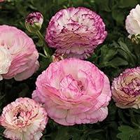 Algopix Similar Product 6 - Pastel Mix Aviv Ranunculus - 10 Bulbs