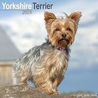 Algopix Similar Product 20 - Yorkshire Terrier Calendar 2025 