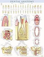 Algopix Similar Product 8 - Dental Anatomy Poster 22 x 28 inches
