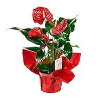 Algopix Similar Product 8 - KaBloom Live Plant Collection 15 Red