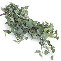 Algopix Similar Product 17 - Factory Direct Craft Artificial Pothos
