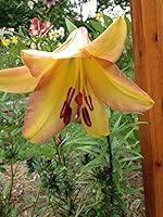 Algopix Similar Product 3 - Trumpet Lily BulbsRising moon3 Bulbs