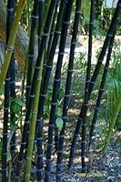 Algopix Similar Product 18 - Black Bamboo  Phyllostachys nigra 