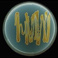 Algopix Similar Product 2 - Micrococcus luteus MicroKwik Culture