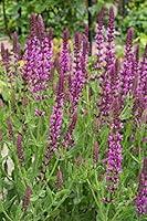 Algopix Similar Product 9 - Bloomsz 10442 Pink Bellerina Salvia 1