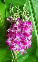 Algopix Similar Product 16 - Purple Dendrobium Bombay Orchids