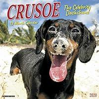 Algopix Similar Product 18 - Crusoe the Celebrity Dachshund 2020