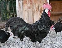 Algopix Similar Product 11 - White Face Black Spanish Fertile