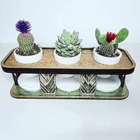 Algopix Similar Product 11 - 12 Inch Succulent Planter Succulent