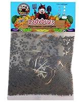 Algopix Similar Product 17 - 1500 Live Ladybugs  Good Bugs 