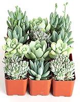 Algopix Similar Product 5 - Shop Succulents  Its a Boy Blue