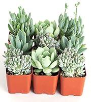 Algopix Similar Product 20 - Shop Succulents  Its A Boy