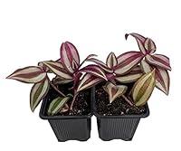 Algopix Similar Product 3 - Purple Wandering Jew  2 Plants  3