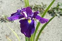 Algopix Similar Product 11 - Bloomsz 09453 Iris ensata Loyalty