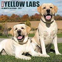 Algopix Similar Product 12 - Just Yellow Labs 2021 Wall Calendar