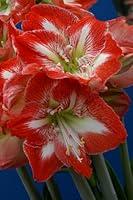 Algopix Similar Product 7 - Bloomsz Economy Minerva Amaryllis Bulb
