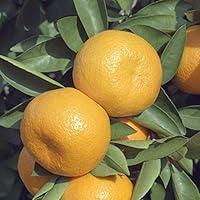 Algopix Similar Product 10 - Bloomsz 1 Year Old Citrus Dancy