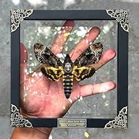 Algopix Similar Product 20 - Real Death Head Moth Acherontia Glass